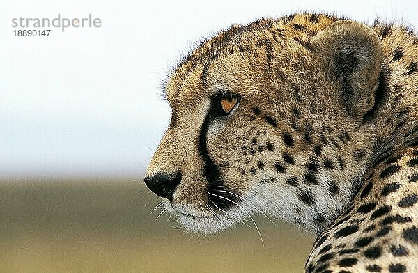 Gepard (acinonyx jubatus)  Porträt eines Erwachsenen  Masai Mara Park in Kenia