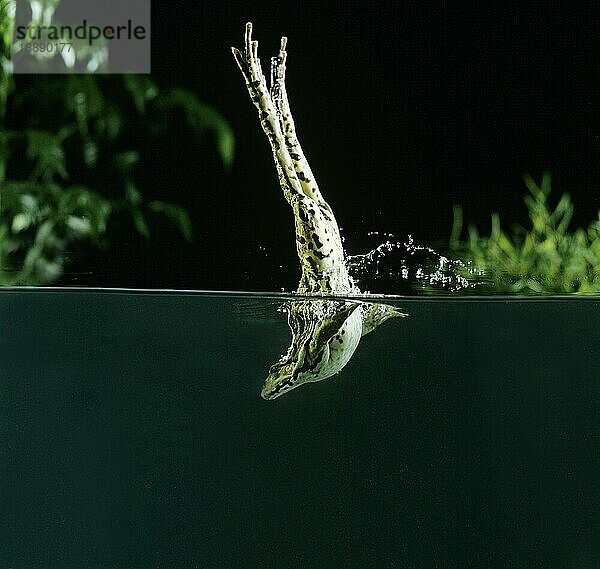 Speisefrosch oder Grüner Frosch (rana esculenta)  Erwachsener springt ins Wasser