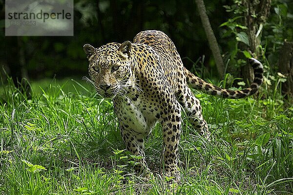 Sri Landkan Leopard (panthera pardus kotiya)  Erwachsener auf Gras