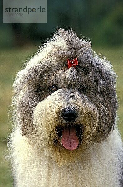 Bobtail-Hund oder Old English Sheepdog  Portrait eines Erwachsenen