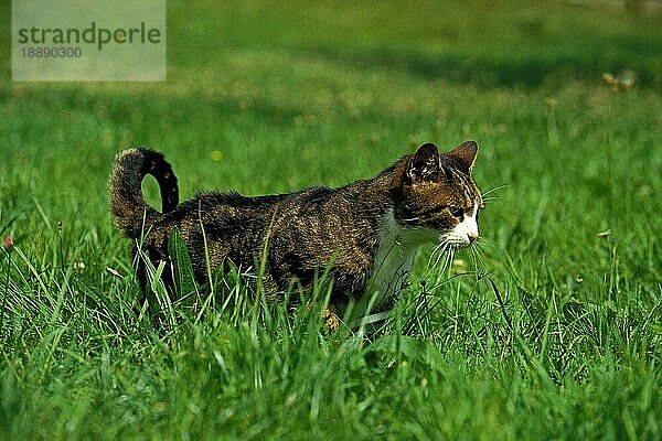 Braun gestromte und weiße Hauskatze  erwachsen  jagt auf Gras