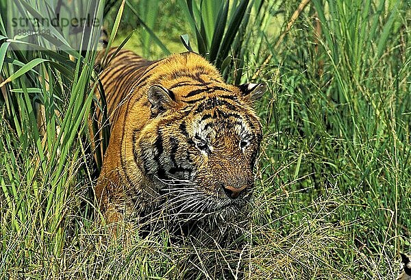 BENGALISCHER TIGER (panthera tigris tigris)  PORTRAIT EINES ERWACHSENEN