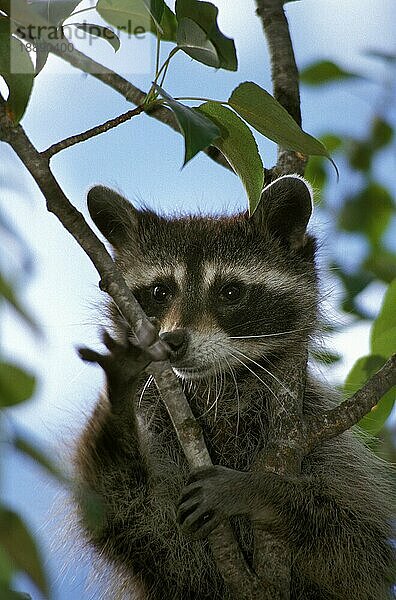 RACCOON (procyon lotor)  ERWACHSENER HÄNGEND AM BRANSCH