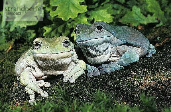 Weißer Laubfrosch (litoria caerulea)  Erwachsener