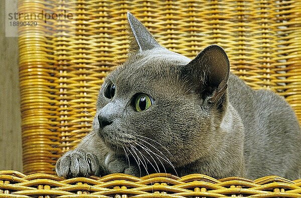 Fliederfarbene Burmakatze  erwachsen  stehend im Korb