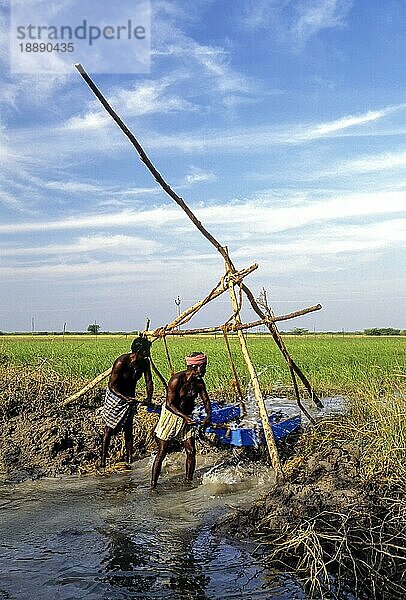 Bewässerung nach traditioneller Methode mit Holzeimern bei Ramanathapuram  Tamil Nadu  Südindien  Indien  Asien