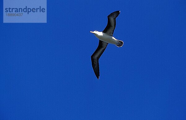 SCHWARZBRAUNER ALBATROSS diomedea melanophris  ERWACHSENER IM FLUG  DRACHENPASSAGE IN ANTARKTIKA