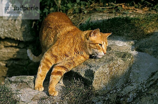 ROT GETIGERTE HAUSKATZE  ERWACHSEN  REIBT SICH AN EINEM FELSEN