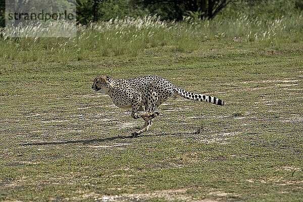 Gepard (acinonyx jubatus)  ERWACHSENER LAUFEND  NAMIBIA