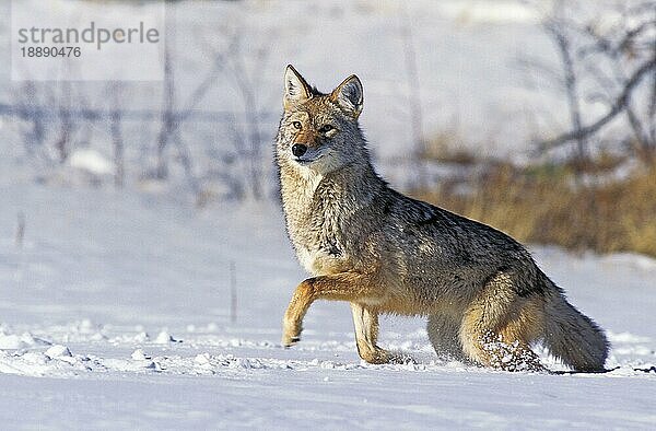 Kojote (canis latrans)  Erwachsener auf Schnee  Montana