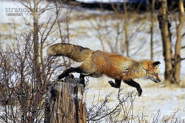 Rotfuchs (vulpes vulpes)  ERWACHSENER SPRINGT VOM BAUMSTUMM  KANADA