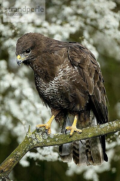 Mäusebussard (buteo buteo)  Erwachsener auf Ast  Normandie