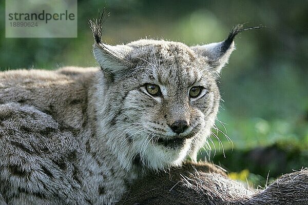 EUROPÄISCHER LYNCH (felis lynx)  ERWACHSENER MIT ROHIRSCHKOPF