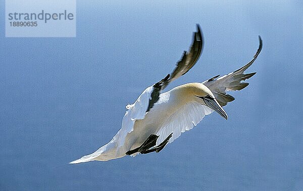 Basstölpel (sula bassana)  Erwachsener im Flug  Bonaventur  in Quebec  Island  Europa