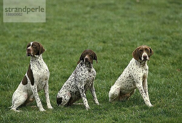 Französischer Vorstehhund Typ Pyrenäen  Erwachsene sitzen auf Gras