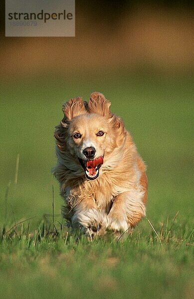 Mixed Breed Dog  Mischlingshund (Saeugetiere) (mammals) (animals) (Haushund) (domestic dog) (Haustier) (Heimtier) (pet) (außen) (outdoor) (frontal) (head-on) (von vorne) (Wiese) (meadow) (adult) (Bewegung) (motion) (laufen) (rennen) (running)