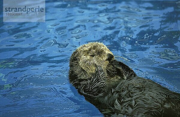 Seeotter (Enhydra lutris)  erwachsene Tiere  die sich an der Oberfläche putzen