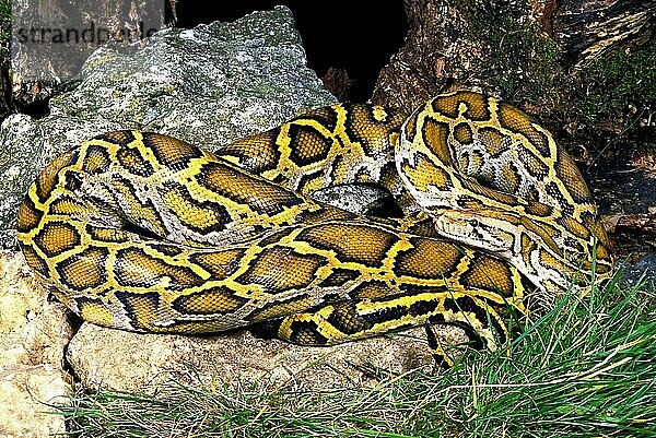 Indischer Python (python molurus)