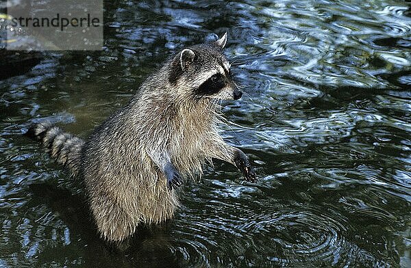 Waschbär (Procyon lotor)  Erwachsener im Wasser auf seinen Hinterbeinen