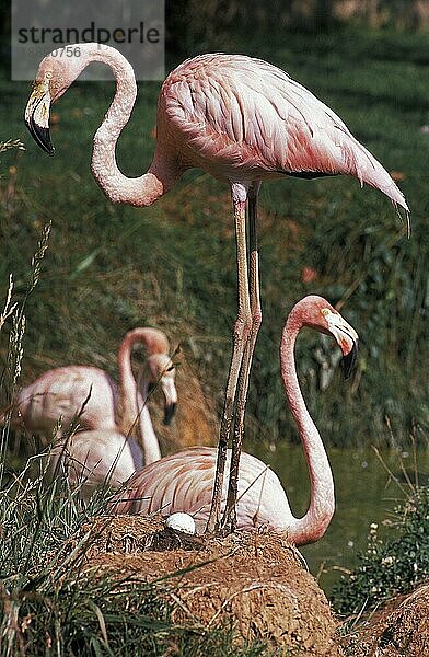 Rosaflamingo (phoenicopterus ruber roseus)  ERWACHSENER MIT EIER AUF DEM NEST