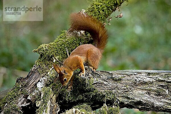 Europäisches Eichhörnchen (sciurus vulgaris)  ERWACHSENER AUF BRANCHE STEHEND  NORMANDY