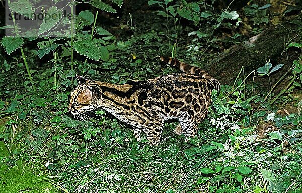 MARGAY-KATZE leopardus wiedi  ERWACHSENER  der sich umschaut