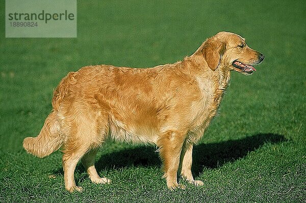 GOLDEN RETRIEVER HUND  ERWACHSEN  STEHEND AUF GRAS