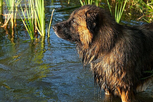 kaukasischer Hirtenhund owtscharka beim baden