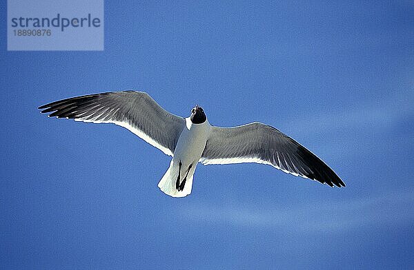 Franklin's Möwe  larus pipixcan  Erwachsener im Flug gegen blauen Himmel