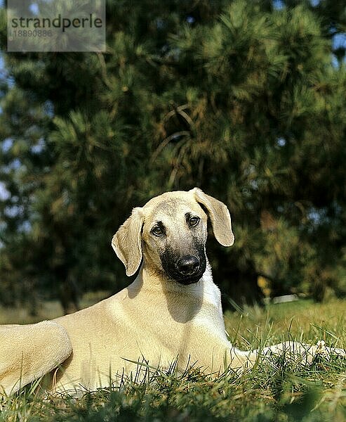 Sloughi Hund  Erwachsener liegend auf Gras