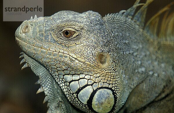 Grüner Leguan (iguana iguana)  Porträt eines Erwachsenen  Los Lianos in Venezuela