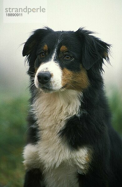 Australian Shepherd Dog  Porträt eines Erwachsenen