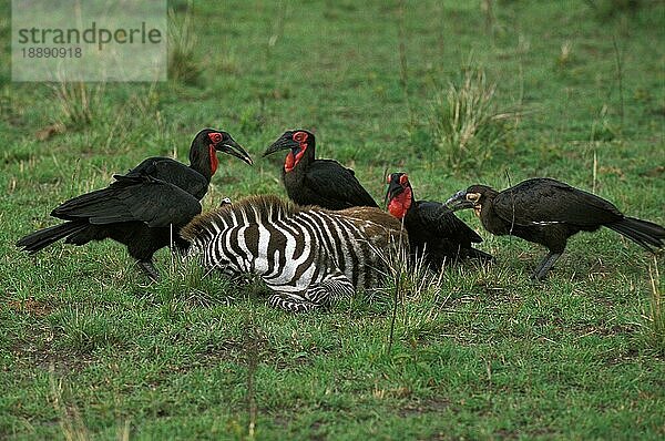 SÜDLICHER BUND-HORNBILL (bucorvus leadbeateri)  GRUPPE AUF EINEM TOTEN ZEBRA  MASAI MARA PARK IN KENIA