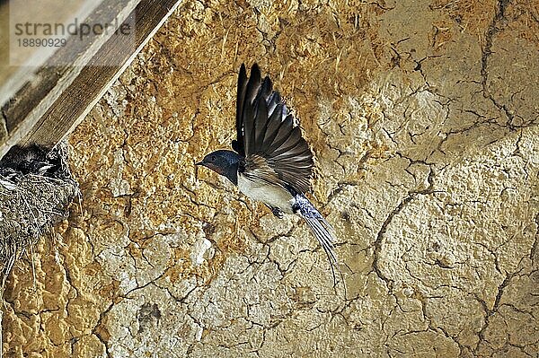 SCHWALBE (hirundo rustica)  ERWACHSENE IM FLUG  KÜCKE IM NEST  NORMANDY