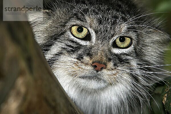 Manul (otocolobus manul) oder Manul  Porträt eines Erwachsenen