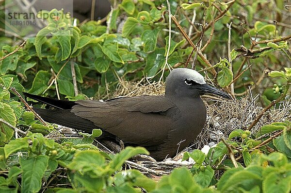 SCHWARZER NABEL (anous minutus)  ERWACHSENER IM NEST  AUSTRALIEN