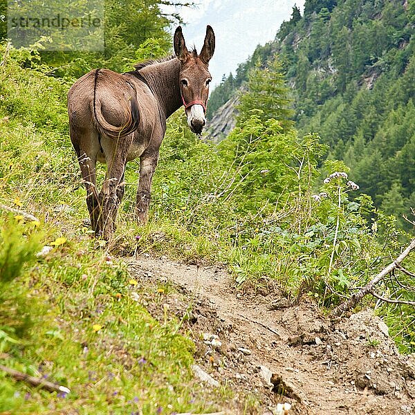ein Esel frei im Park  Orsiera Park  Region Piemont