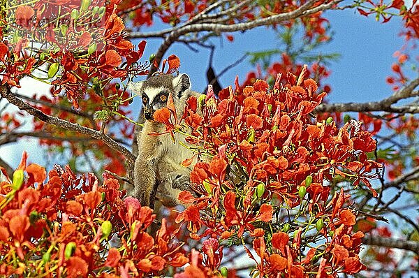 Ringelschwanzlemur (lemur catta)  Erwachsener im Flamboyantbaum  delonix regia  Berent Reserve in Madagaskar