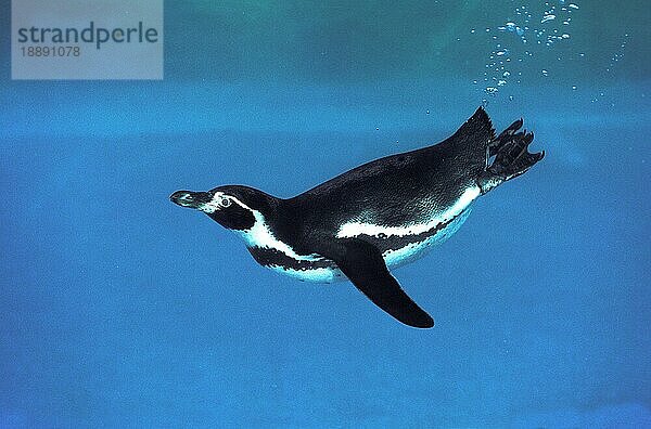 HUMBOLDT PENGUIN (spheniscus humboldti)  ERWACHSENE SCHWIMMEN UNTERWASSER