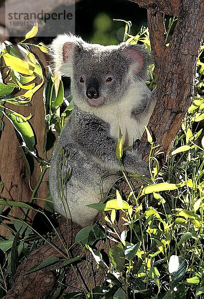 KOALA (phascolarctos cinereus)  ERWACHSENER AUF BRANCHE  AUSTRALIEN