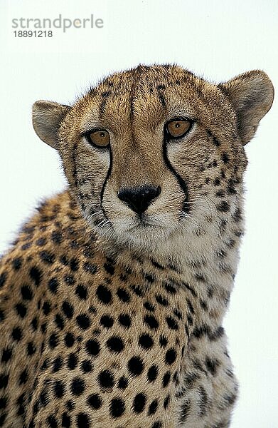 Gepard (acinonyx jubatus)  Porträt eines Erwachsenen  Masai Mara Park in Kenia