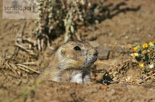 Schwarzschwanz-Präriehund (cynomys ludovicianus)  KOPF EINES ERWACHSENEN  WYOMING