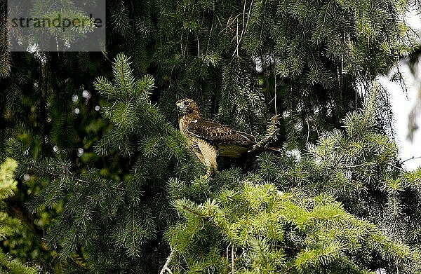 Rotschwanzbussard (buteo jamaicensis)  ERWACHSENER AUF BRANSCH STEHEND