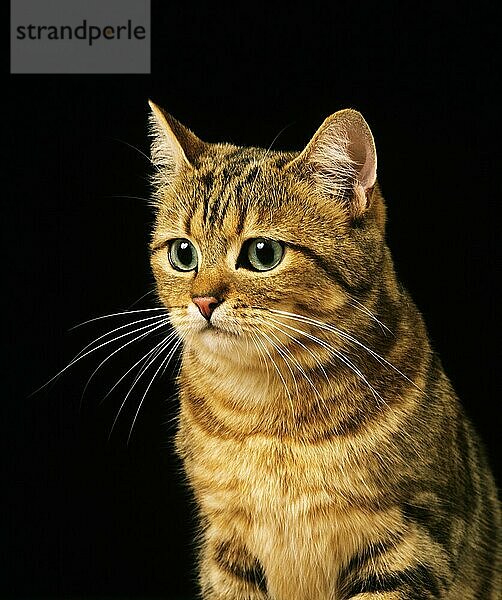 Braun getigerte Hauskatze  Porträt vor schwarzem Hintergrund