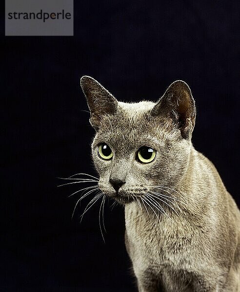 Blaue burmesische Hauskatze  Porträt eines Erwachsenen vor dem Hintergrund der Rückseite