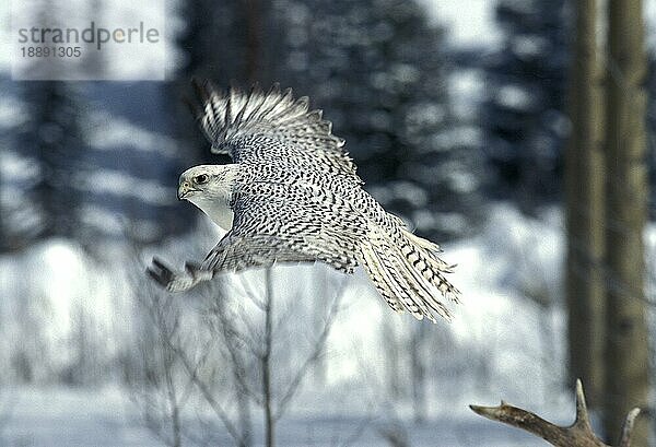 GYRFALKE (falco rusticolus)  ERWACHSENER IM FLUG  KANADA