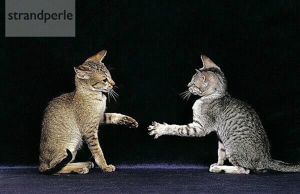 Orientalische Hauskatze  Erwachsene  die vor schwarzem Hintergrund spielen