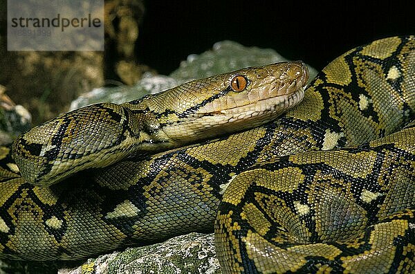 Netzpython  python reticulatus  Erwachsener