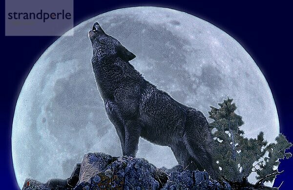 Europäischer Wolf (canis lupus)  adult heult den Mond an