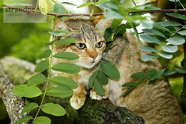 AFRIKANISCHE WILDKATZE (felis silvestris lybica)  ERWACHSENER AUF EINEM BRUCH STEHend